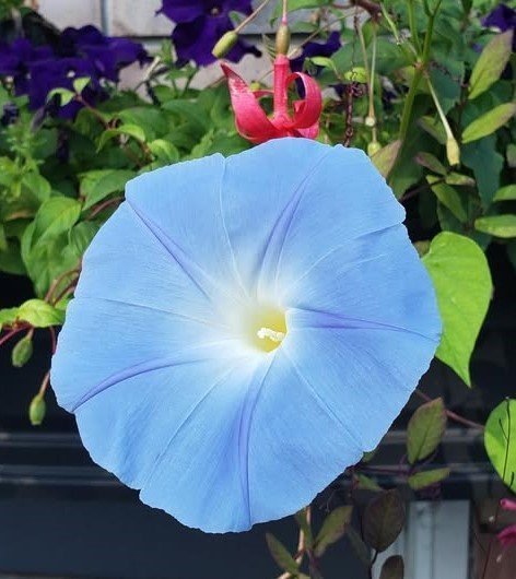Morning Glory Heavenly Blue