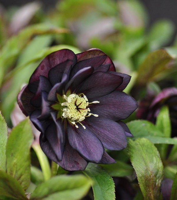 'Dark and Handsome' Hellebore