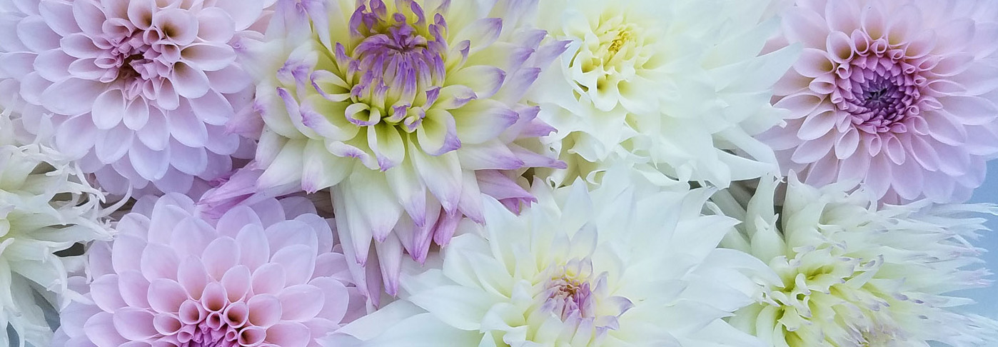 banner image - dahlias