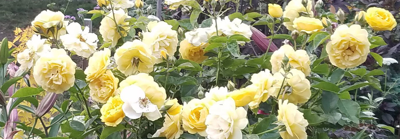 banner image - roses
